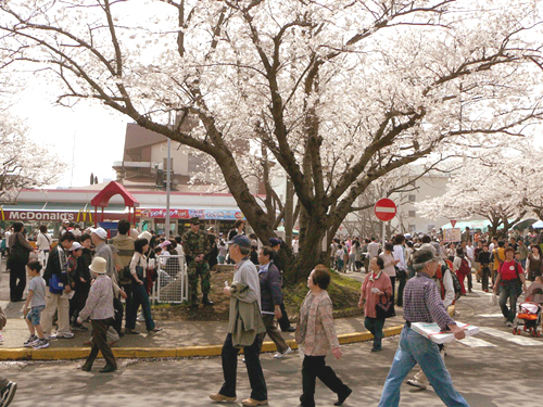「桜まつり」横須賀米軍基地にて 「桜まつり」横須賀米軍基地にて
