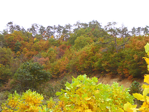 山形の里山は、紅葉真っ盛り 山形の里山は、紅葉真っ盛り