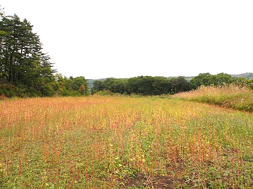 創健社・山形実験農場そばの実り 創健社・山形実験農場そばの実り